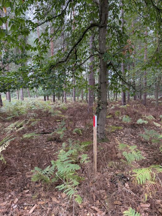 (Nearly Six acres), Riddlesworth, Thetford, Norfolk IP22 - View 4