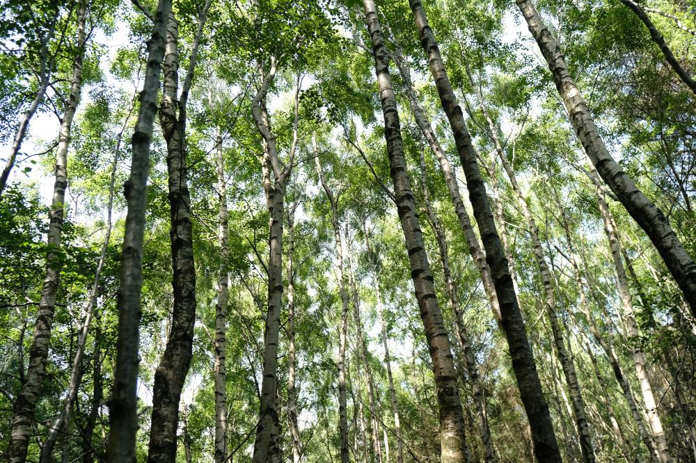 (Nearly Five and One quarter acres), Durris, Banchory, Aberdeenshire AB31 - View 5