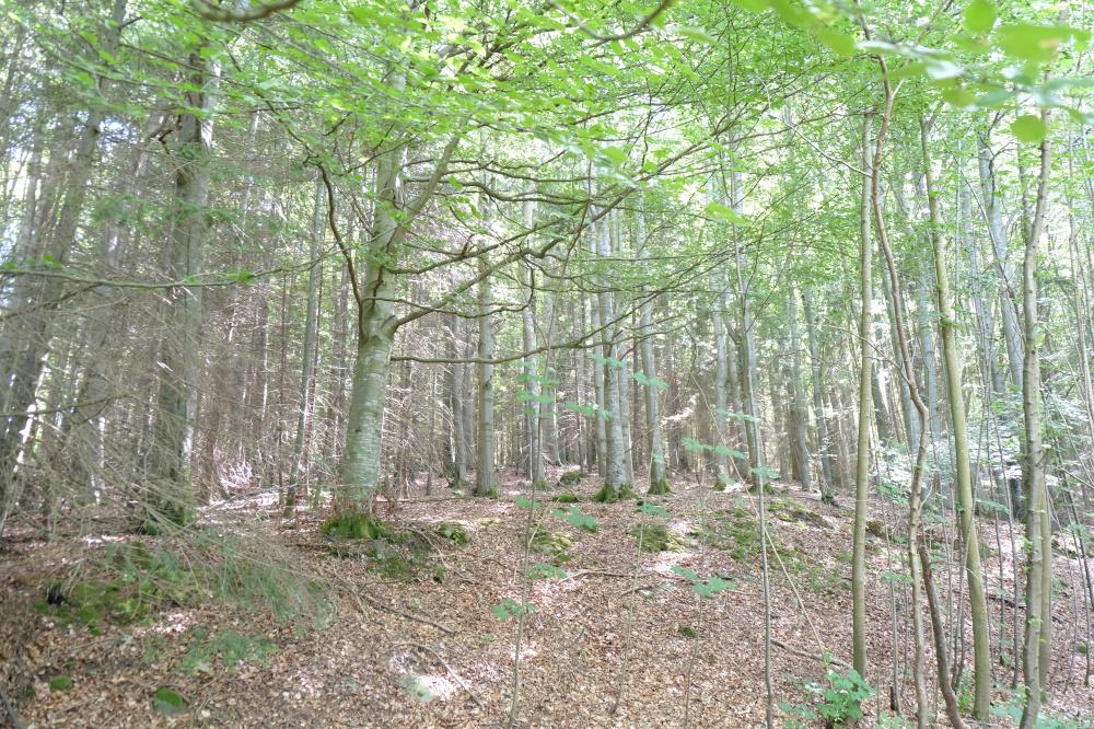 (Nearly Five and One quarter acres), Durris, Banchory, Aberdeenshire AB31 - More
