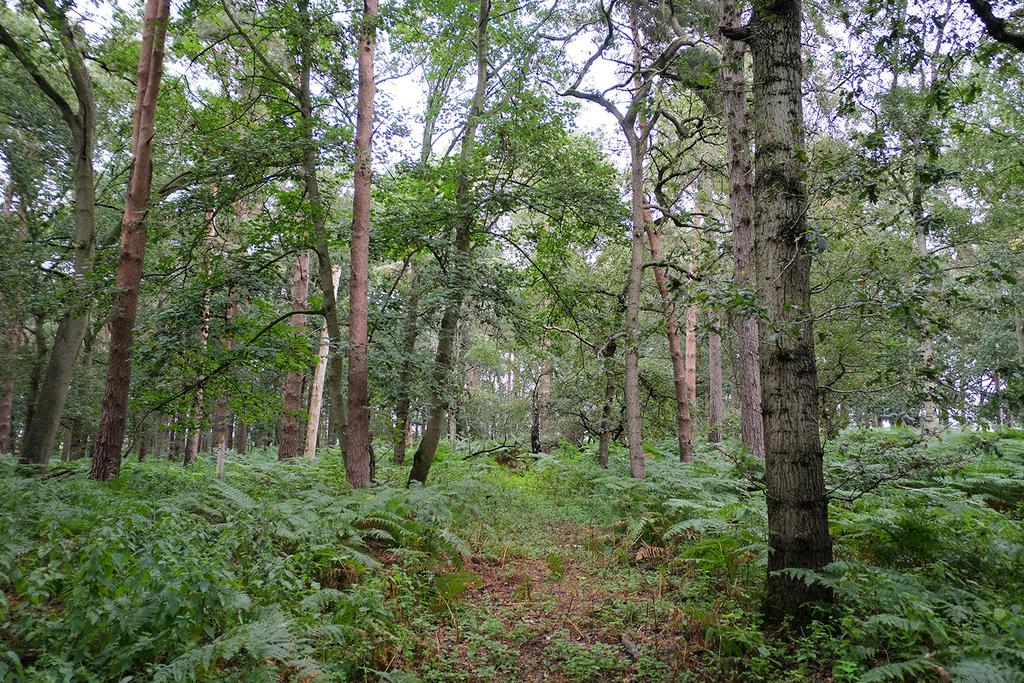 Stud Cottages, Diss IP24 - More