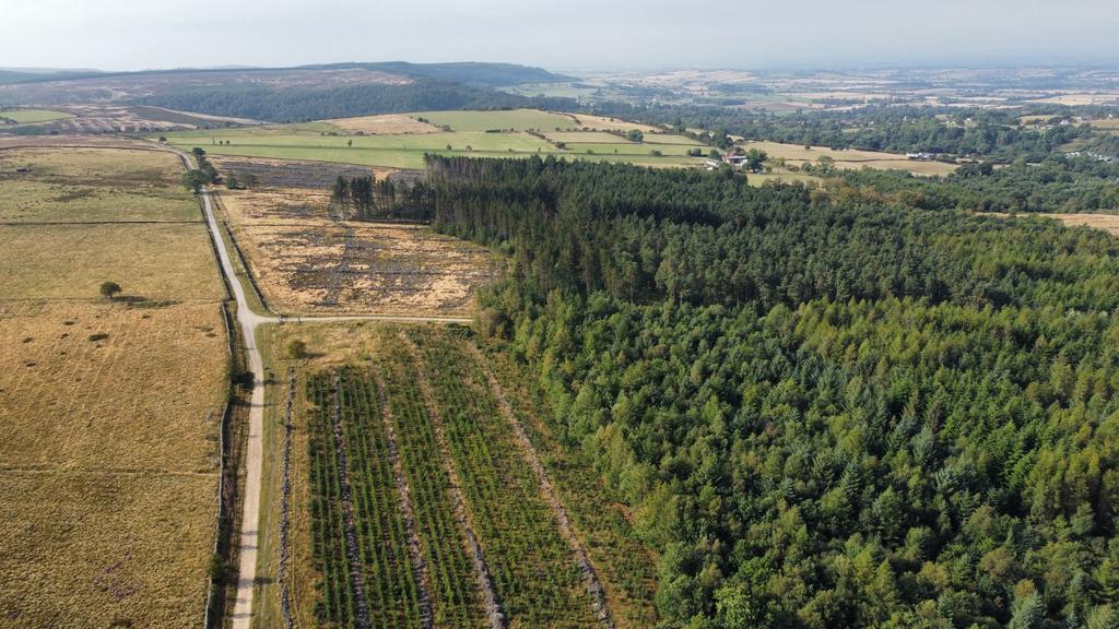 Cod Beck Wood, Osmotherley, North Yorkshire DL6 209.78 Acres (84.89 Ha) - View 2
