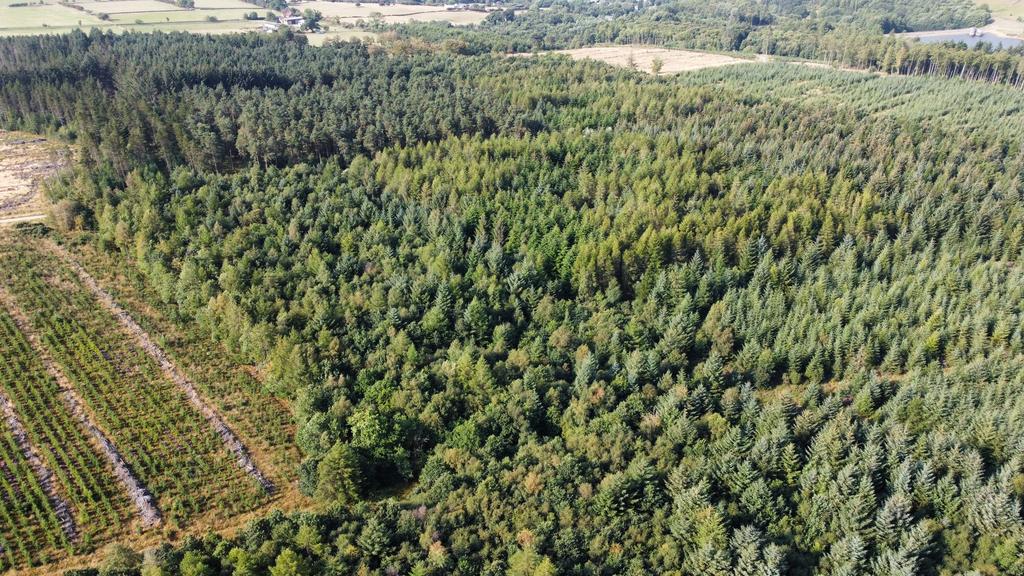 Cod Beck Wood, Osmotherley, North Yorkshire DL6 209.78 Acres (84.89 Ha) - View 3