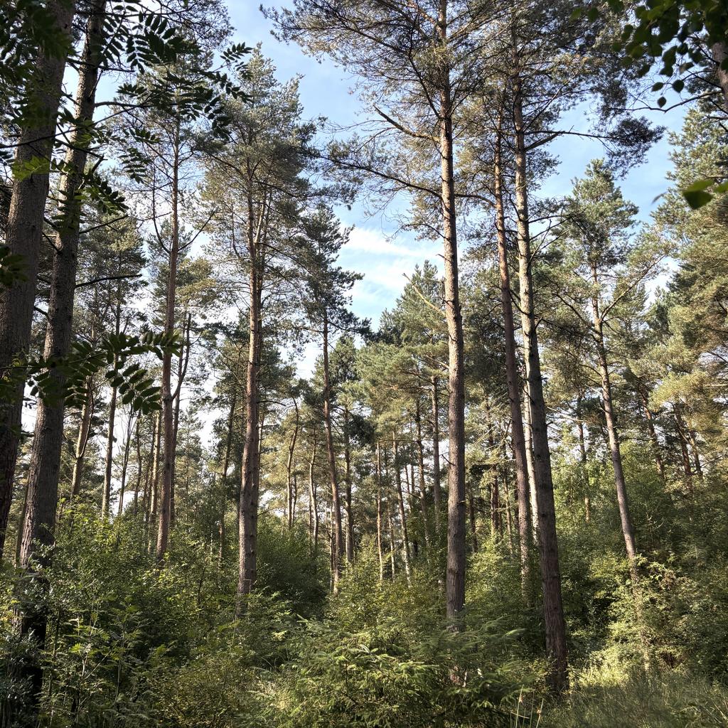 Cod Beck Wood, Osmotherley, North Yorkshire DL6 209.78 Acres (84.89 Ha) - View 5