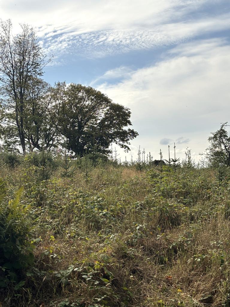 Cod Beck Wood, Osmotherley, North Yorkshire DL6 209.78 Acres (84.89 Ha) - More