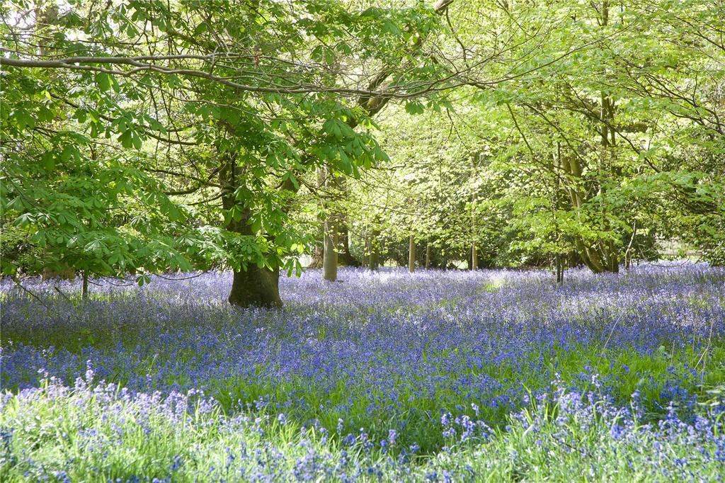 Bluebell Wood