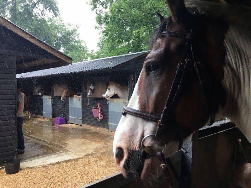 Stable View