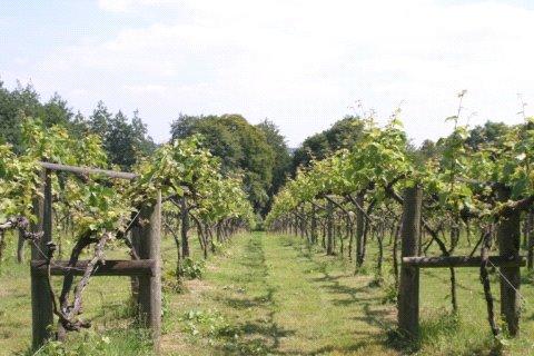 Vineyard