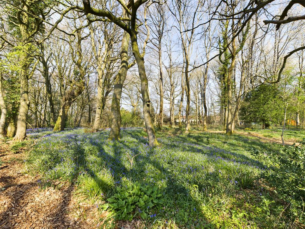 Bluebells
