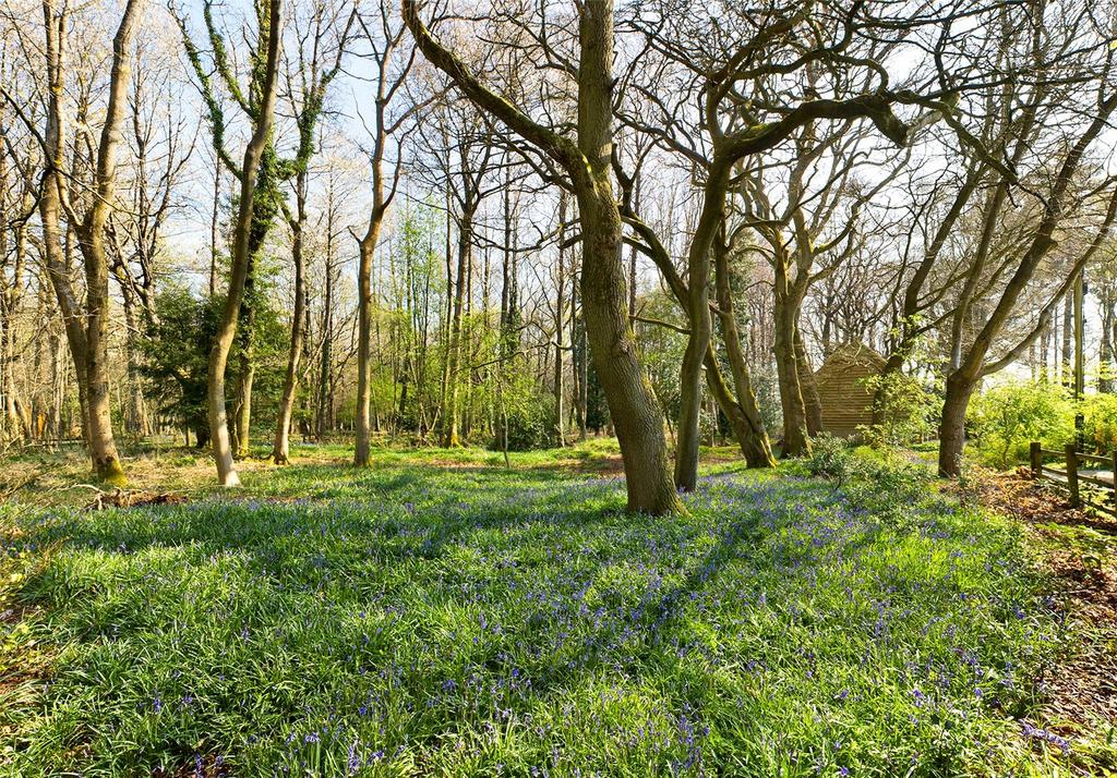 Bluebells