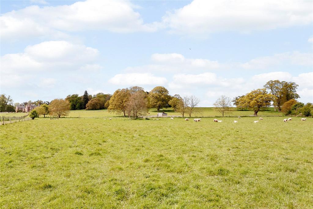 The Paddock