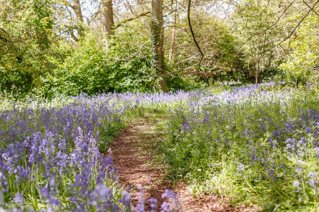The Woodland