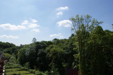 Woodland Views