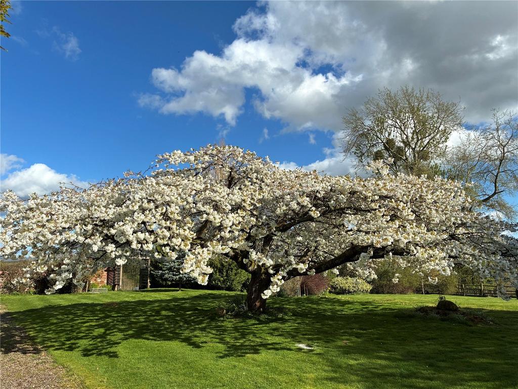 Flowering Cherry
