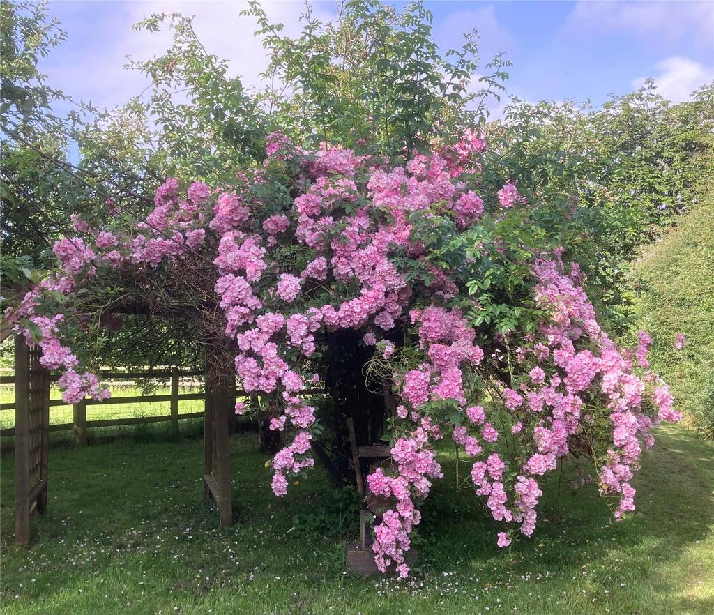 Specimen Trees