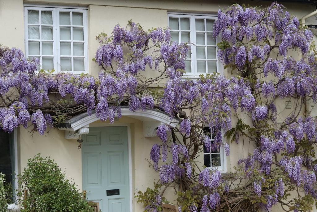 Wisteria