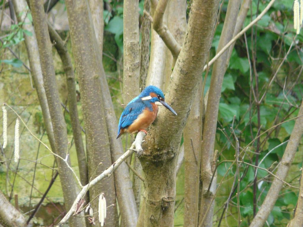 Kingfisher