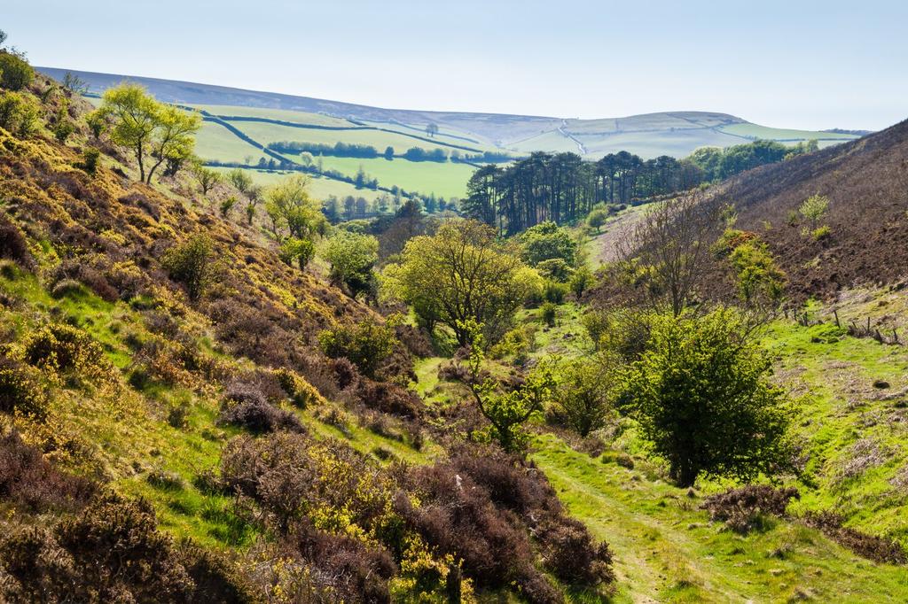 Exmoor