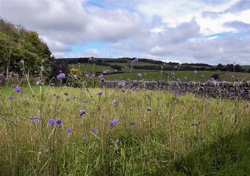 Wild Flower Garden