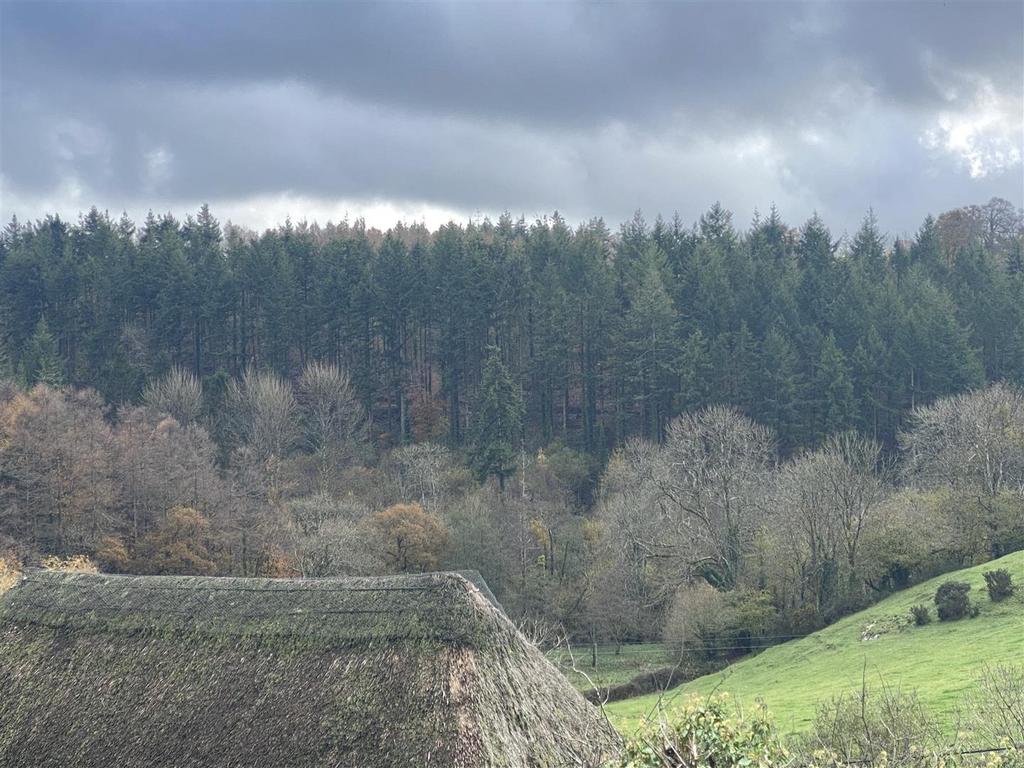 Woodland beyond