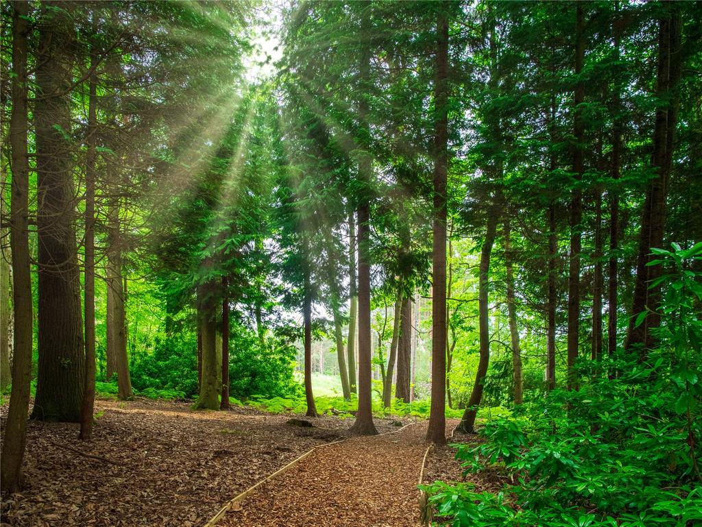 Woodland Walk