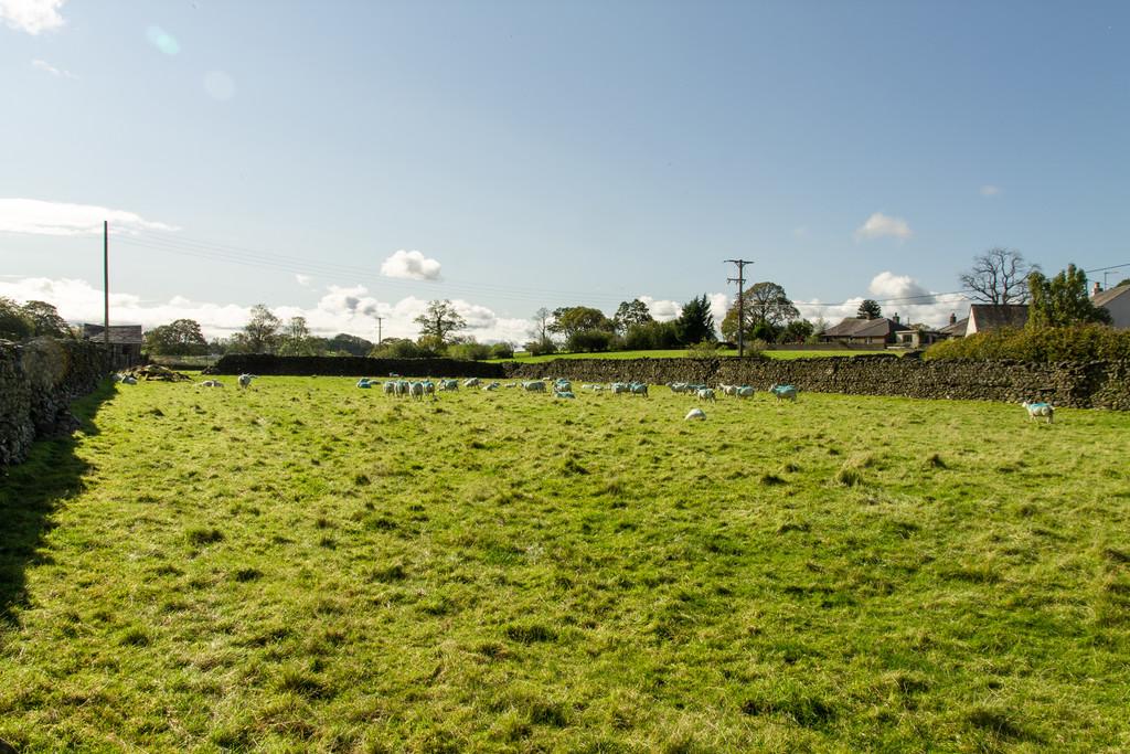 The Paddock