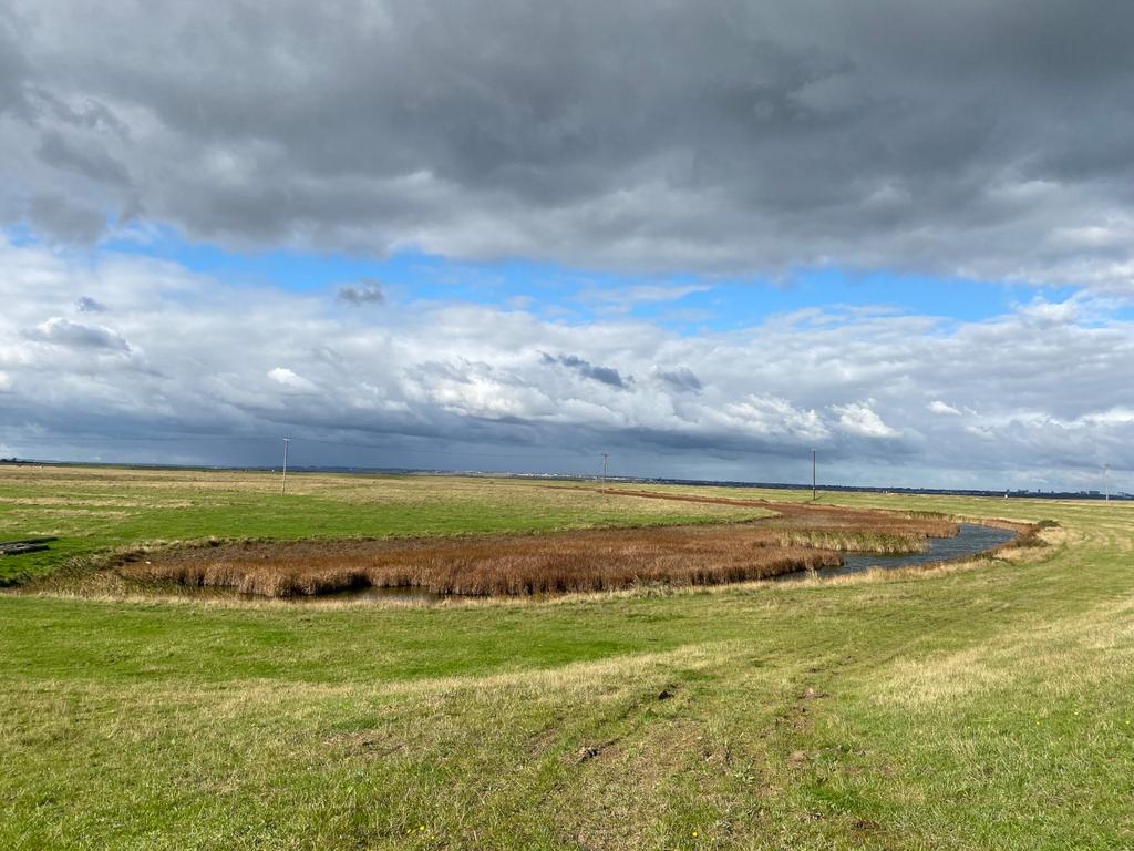 Allhallows Marsh