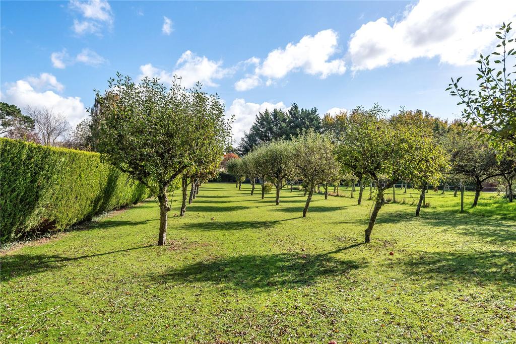 Orchard