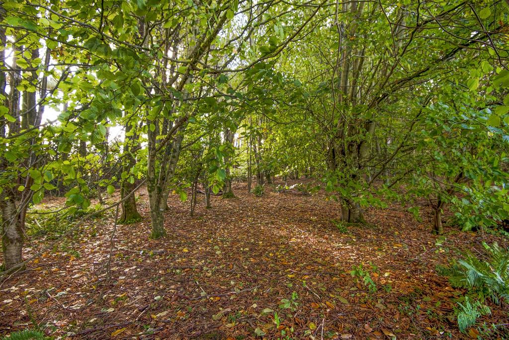 Woodland