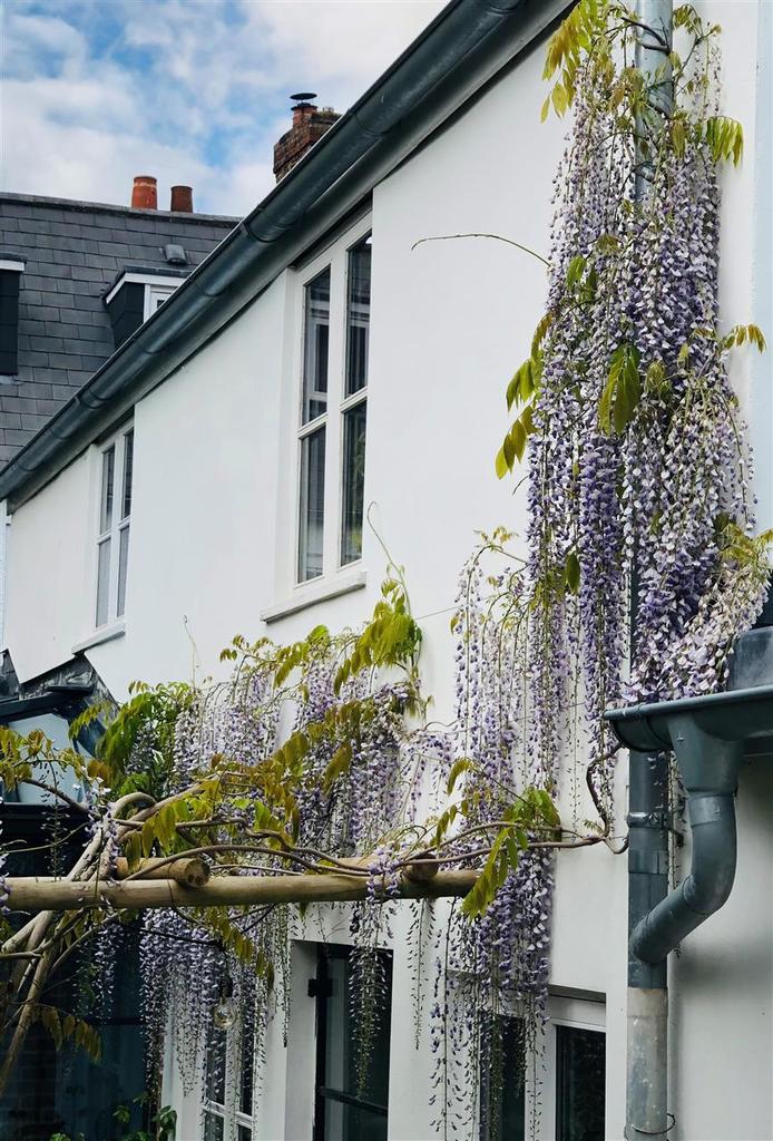 Wisteria