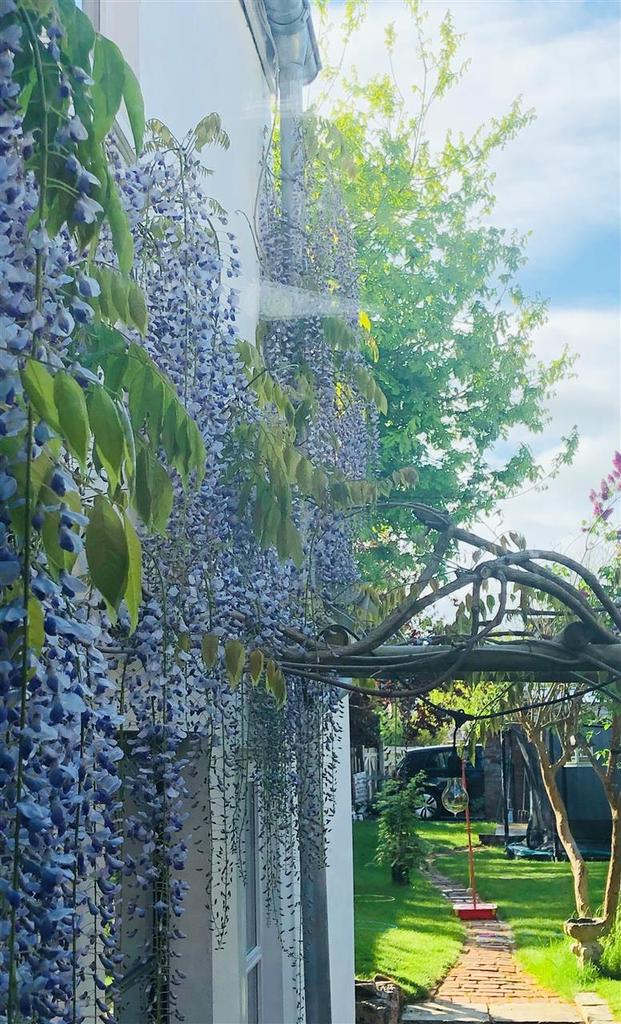 Wisteria