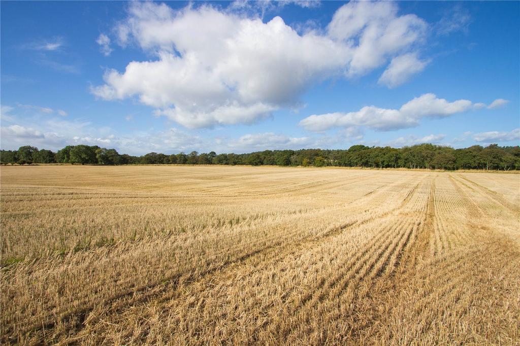 Lot 1 - Field 1