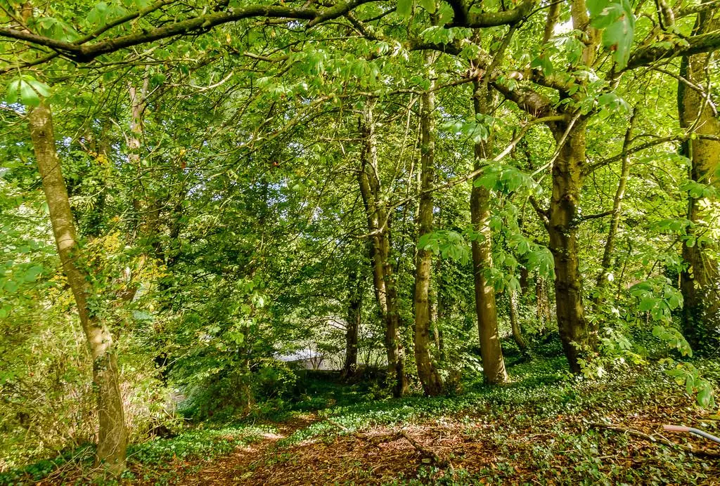 Old Vicarage woodland