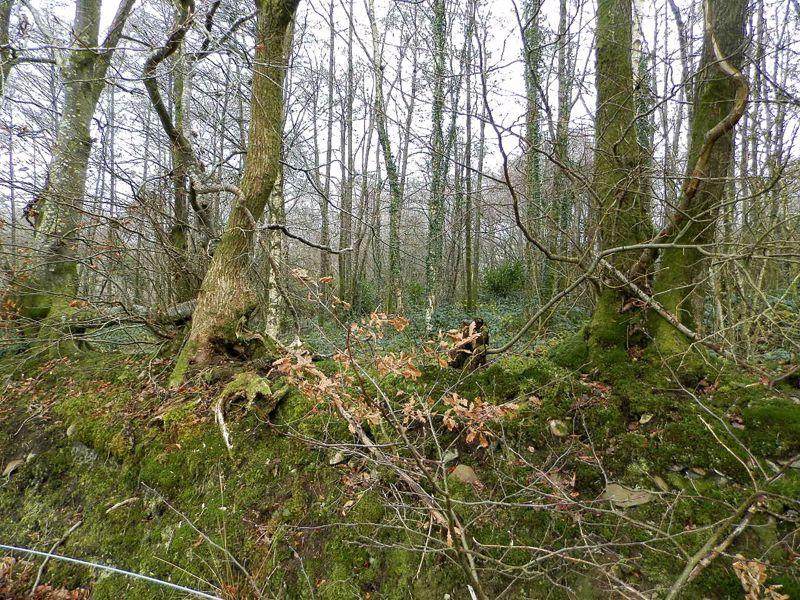 Woodland