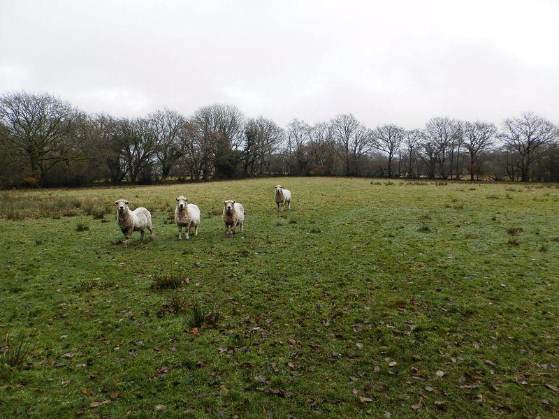 Paddock 2