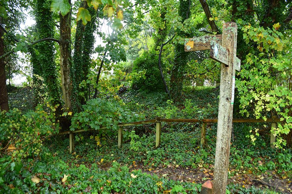 Woodland
