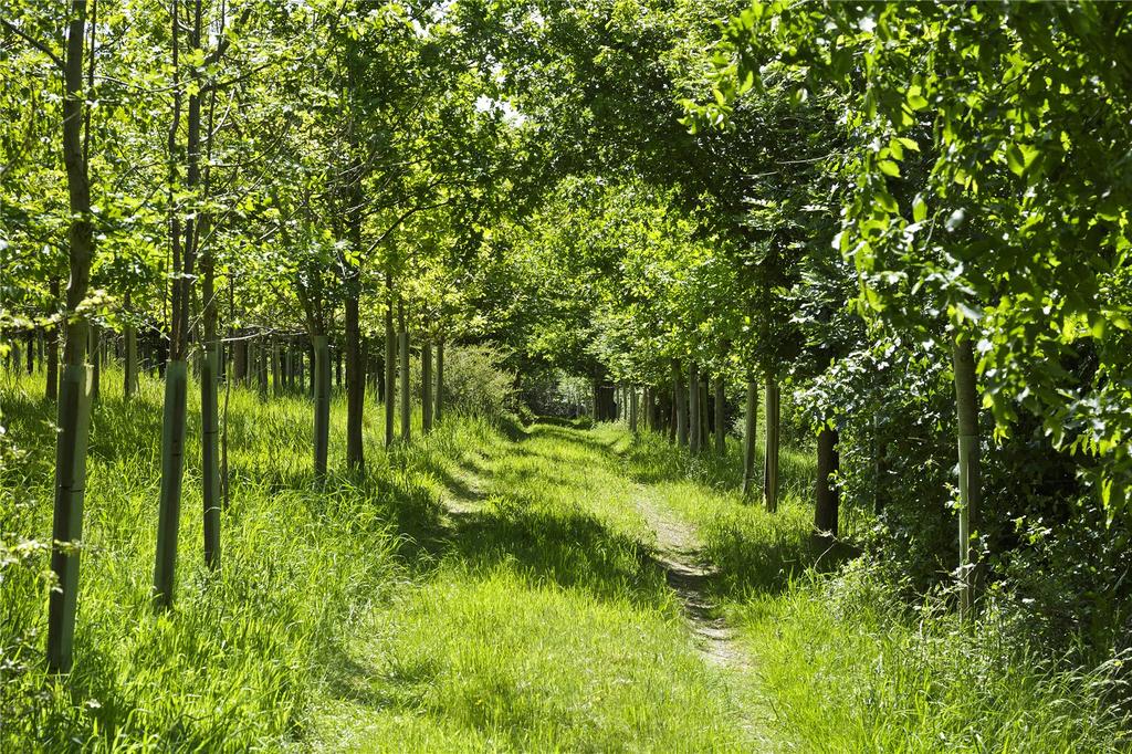 Woodland