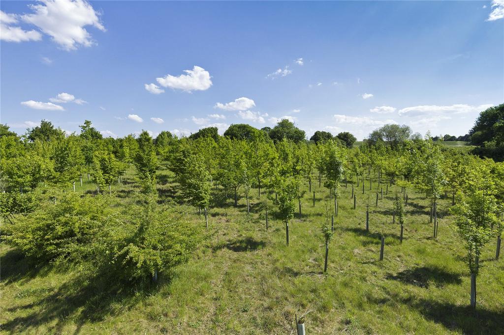 New Woodland