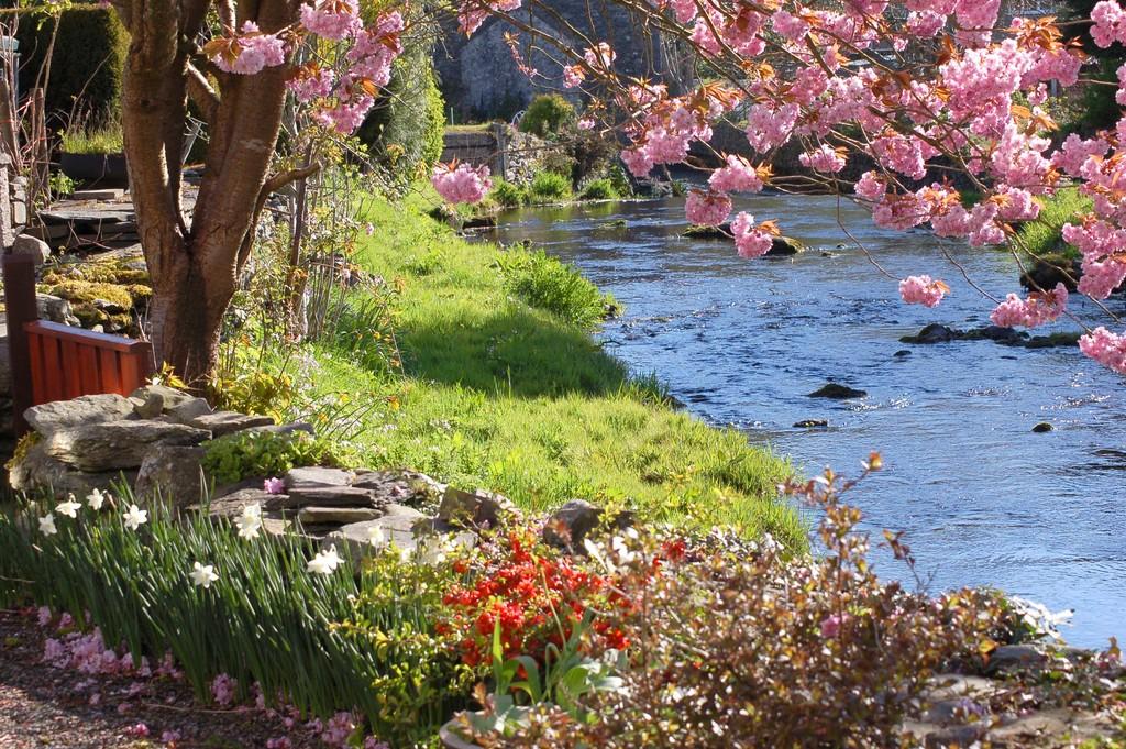 The river bank in spring