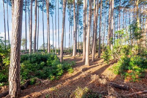 Marchwood Dukes Covert, Bagshot, GU19 5HU