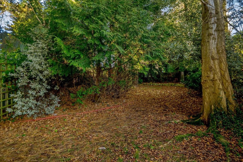 Wooded Area