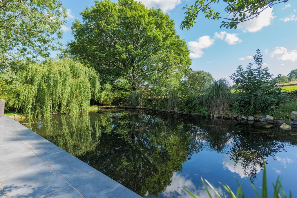 Tranquil pond