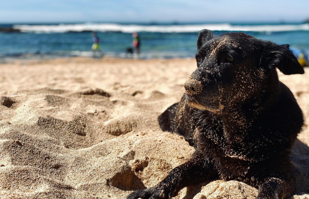 Mollie Beach