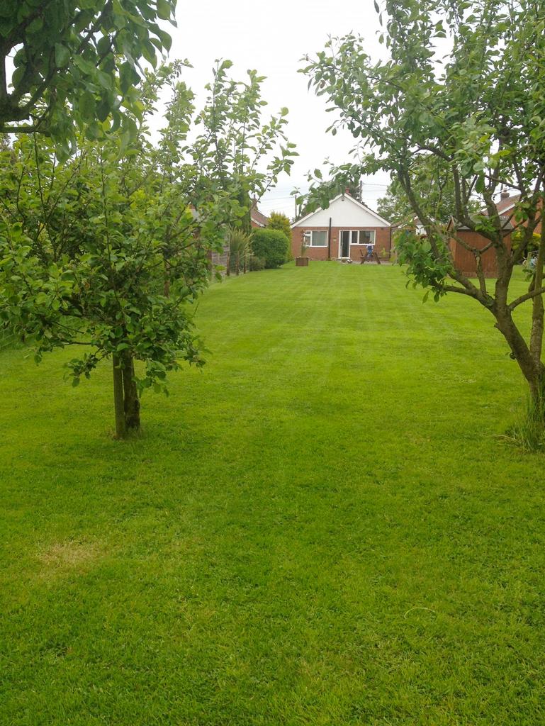 Rear garden in summer