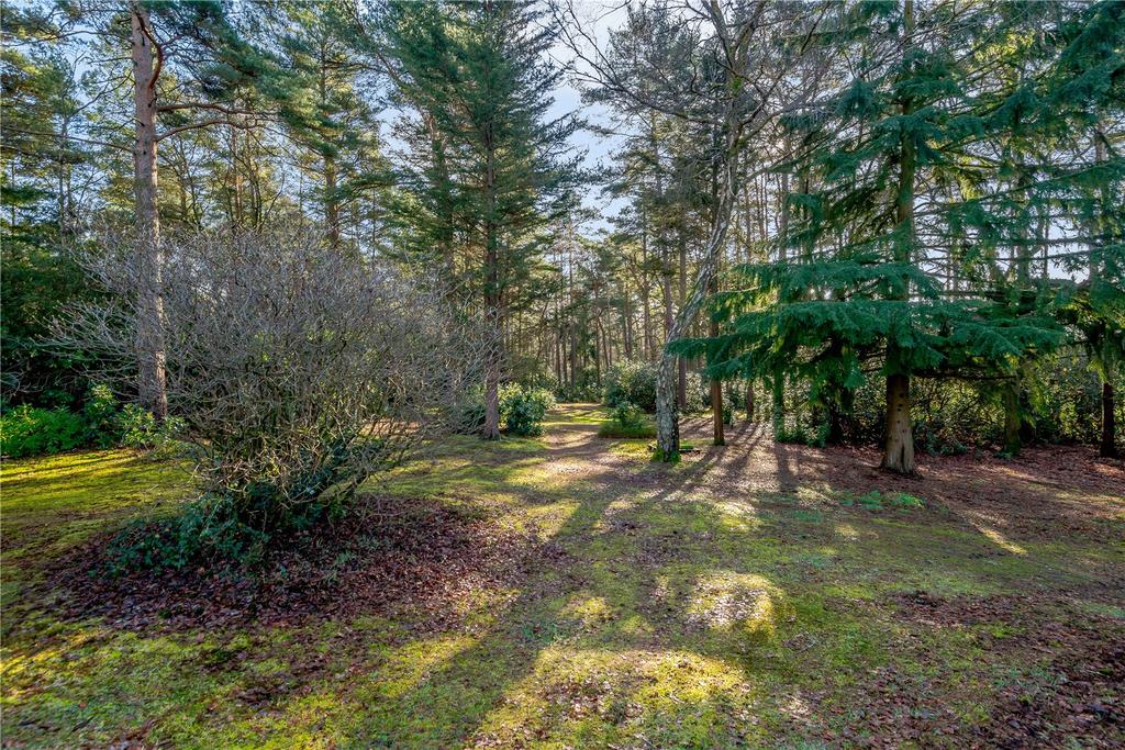 Woodland Area